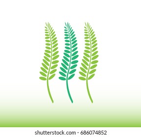 Ferns leaves. - Illustration
icon,Logo,Plant, Fern, Botany, Leaf, Drawing - Activity