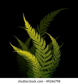 ferns on dark background