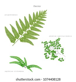 Ferns. Three species on a white background