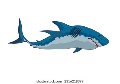 ferocious blue shark on white background