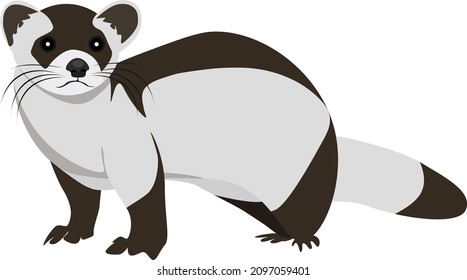 Ferret animal, illustration, vector on a white background.