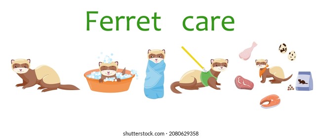 Ferret care. Animal Polecat, fitch, foumart. Domestic marten. Cartoon cute animal. Stock vector illustration on a white background.