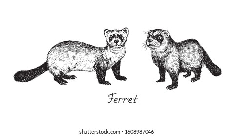 Ferret couple, side view, hand drawn doodle, drawing sketch in gravure style, vector illustration