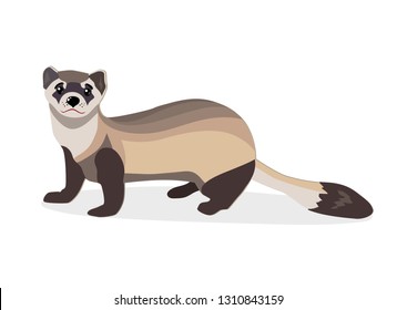 Ferret domesticated form of European polecat vector
