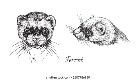 Ferret face collection, front and side view, with inscription, hand drawn doodle, drawing sketch in gravure style, vector illustration