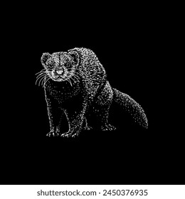 ferret hand drawing vector isolated on black background.