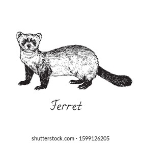 Ferret side view, hand drawn doodle, drawing sketch in gravure style, vector illustration