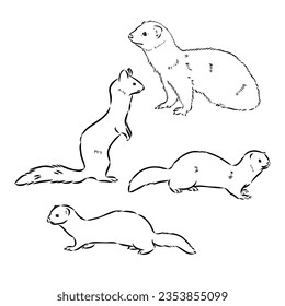 Ferret side view, hand drawn doodle, drawing sketch in gravure style, vector illustration