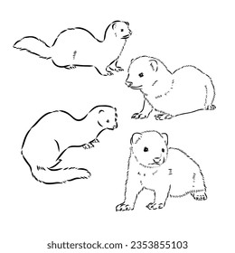 Ferret side view, hand drawn doodle, drawing sketch in gravure style, vector illustration