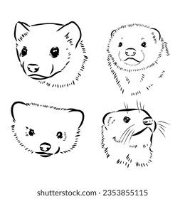 Ferret side view, hand drawn doodle, drawing sketch in gravure style, vector illustration