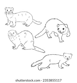 Ferret side view, hand drawn doodle, drawing sketch in gravure style, vector illustration
