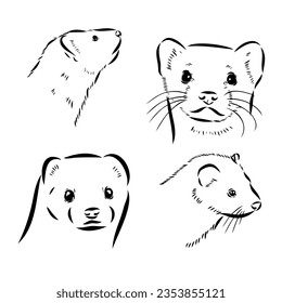 Ferret side view, hand drawn doodle, drawing sketch in gravure style, vector illustration