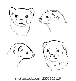 Ferret side view, hand drawn doodle, drawing sketch in gravure style, vector illustration