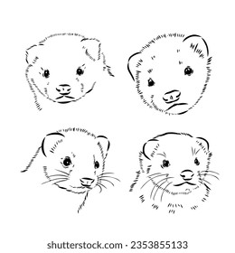 Ferret side view, hand drawn doodle, drawing sketch in gravure style, vector illustration
