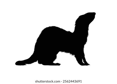 Ferret silhouette on white background