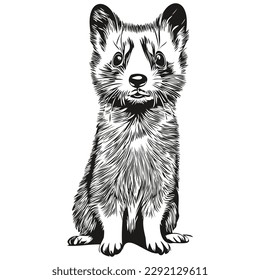 Ferret sketches, outline with transparent background, hand drawn illustration polecat
