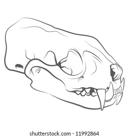 Ferret Skull