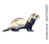 Ferret vector drawing in low walking pose, full body side view on white, 2D vector illustration