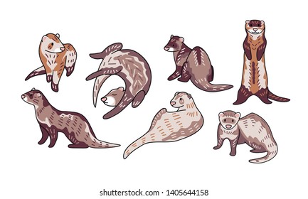 Ferret vector illustration. Hand drawn set of cute Mustela putorius furo in different poses.