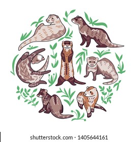 Ferret vector illustration. Hand drawn set of cute Mustela putorius furo in different poses.