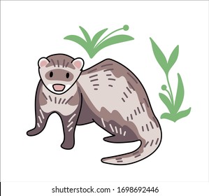 Ferret vector illustration. Hand drawn cute Mustela putorius furo with leaves.