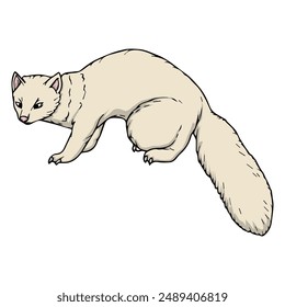 ferret vector illustration,isolated on white background,top view