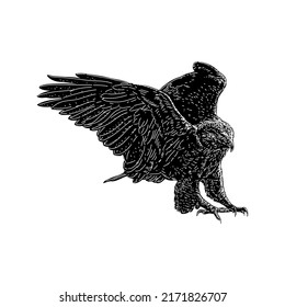 Ferruginous Hawk hand drawing vector illustration isolated on white background