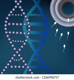 Fertile egg cells, the first stage of the birth of a new life. Connections of two germ cells of the spermatozoon and the oocyte. Vector illustration.