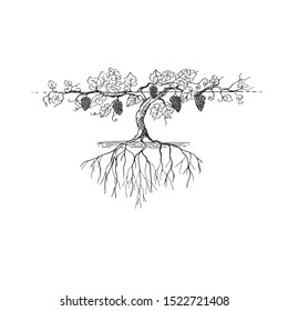 
Fertile Grape Bush With Large Root Black And White Graphic Drawing