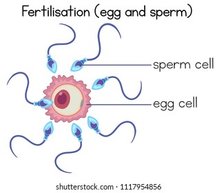 Fertilización de óvulos y esperma ilustrativo