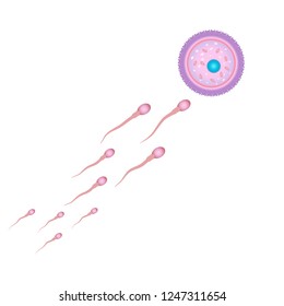 Fertilisation And Ovulation Concept. Medical And Healthcare Background With Moving Spermatozoons And Female Egg. Vector Illustration Isolated On White Background.