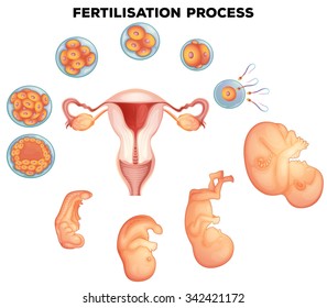 Fertilisation process on human illustration