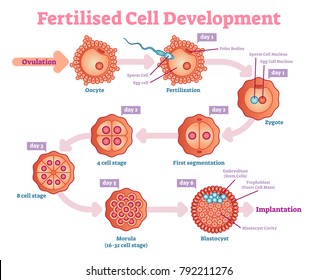 17,999 Ovulation Stock Vectors, Images & Vector Art | Shutterstock