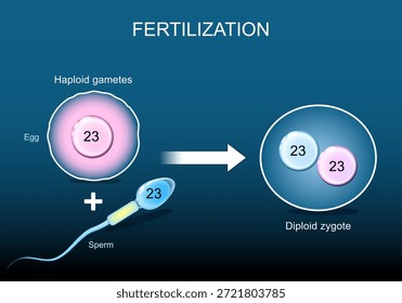 Fertilización, antes y después. Gametos haploides Esperma y huevo con 23 cromosomas en cada célula. Formación de cigotos. Zygote tiene 46 cromosomas, el material genético aún no está unido