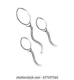 Fertilization by the spermatozoon