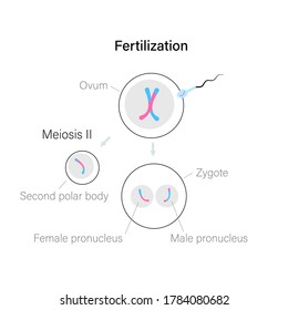 Fertilisation und Zellteilung. Ovum und Zygote Illustration. DNA-Replikation und Konzept des menschlichen Reproduktionssystems. Medizin, Biologie, anatomisches Poster für die Klinik, genetisches Zentrum. Flacher einfacher Vektor