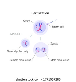 Fertilization and cell division. Ovum and zygote illustration. DNA replication and human reproductive system concept. Medical, biology, anatomical poster for clinic, genetic center. Flat simple vector