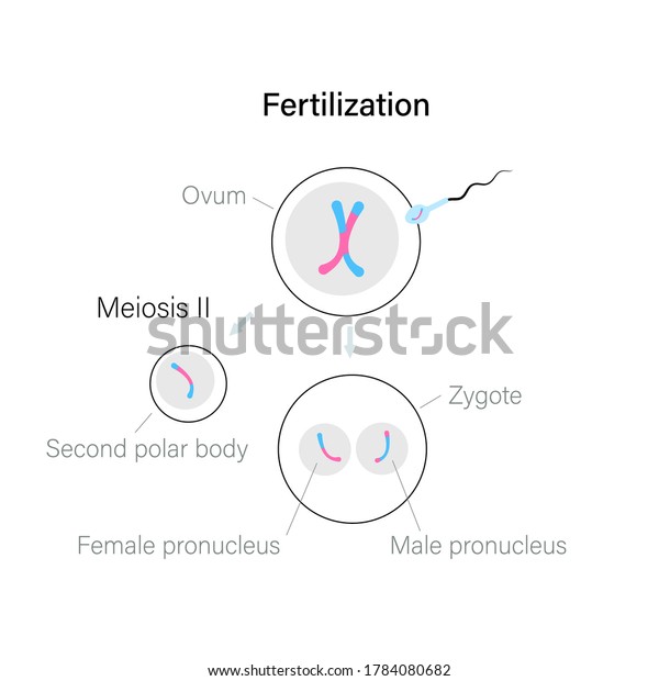 受精と細胞分裂 卵子と接合子のイラスト Dna複製と人間の生殖系のコンセプト 医学 生物学 クリニックの解剖ポスター 遺伝センター フラット単純ベクトル のベクター画像素材 ロイヤリティフリー