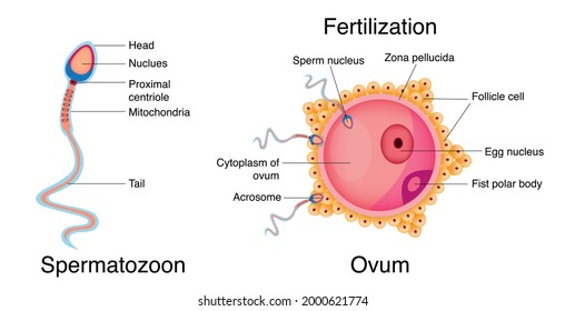 Fertilization Combination Egg Sperm Cell Stock Vector (Royalty Free ...