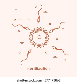 Fertilization concept with ovum and sperm. Stock vector illustration of human sex cells forming fertilized egg zygote. Medicine and biology collection