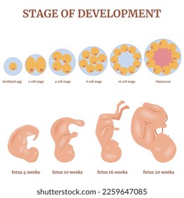 Fertilization. Developmental stages of the egg and fetus. Medical poster. Vector illustration