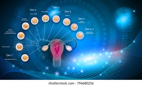 Fertilization and embryo development from ovulation till Blastocyst implantation in the uterus