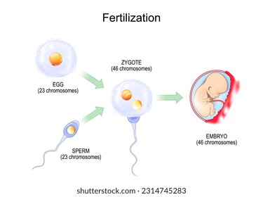 Fertilization. Fertilisation. Zygote is egg plus sperm. Fusion of two haploid gametes to form a diploid zygote then Embryo. vector illustration. Biology education diagram about human reproduction