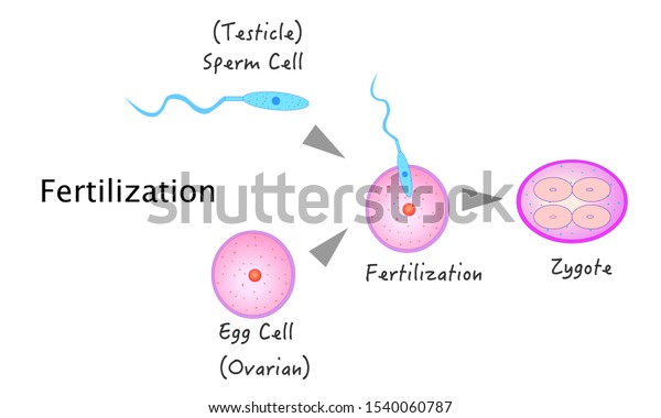 Fertilization Fertilizer Fertility Mammal Stages Phase Stock Vector ...