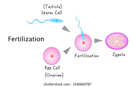 Zygote Images, Stock Photos & Vectors | Shutterstock