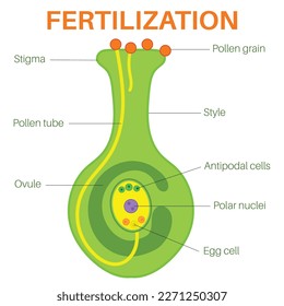 Fertilization of Flowering Plants, Fertilization follows pollination.