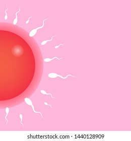 Fertilization in human body illustration