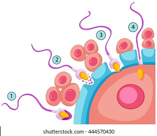 Fertilization In Human Body Illustration