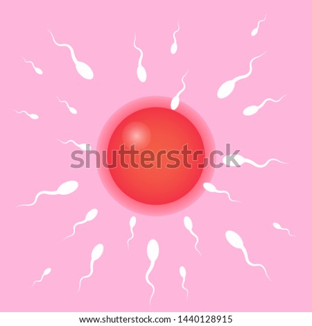 Fertilization in human body illustration