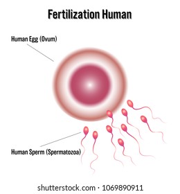 Fertilization Human Isolated On White Background Stock Vector (Royalty ...